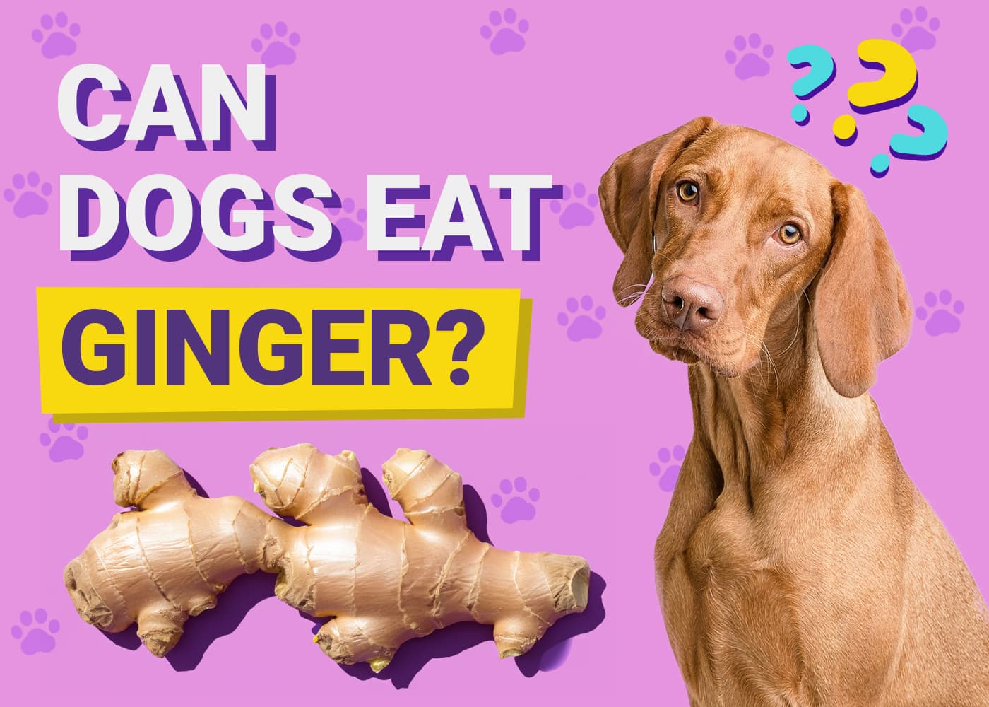 Can Dogs Eat Ginger? Vet-Verified Benefits, Risks & FAQ