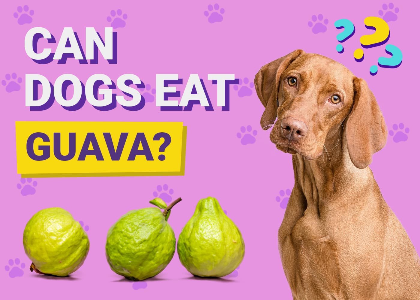 Can Dogs Eat Guava? Vet-Verified Nutrition Facts & FAQ