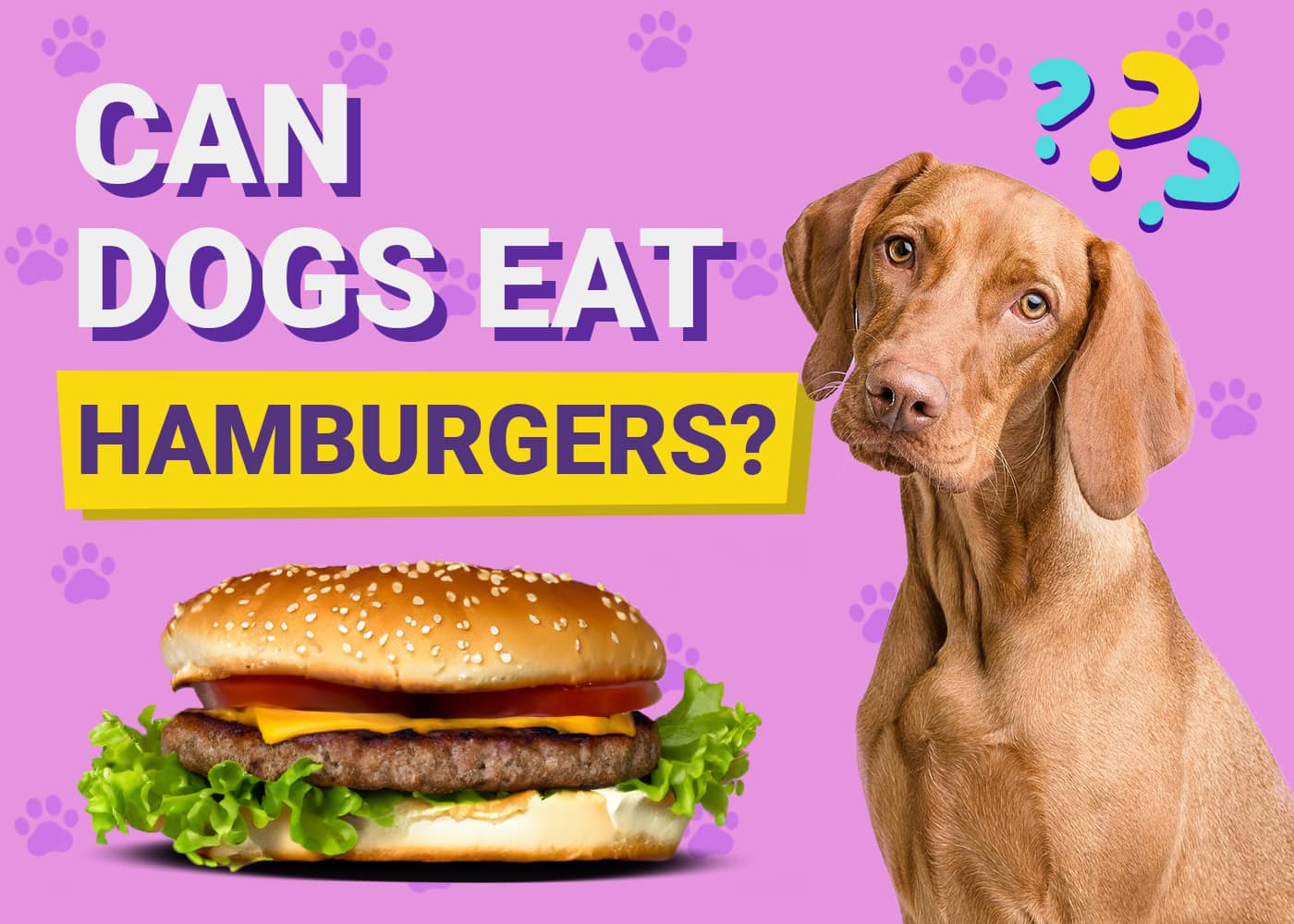 Can Dogs Eat Hamburgers? Vet-Reviewed Risks & FAQ