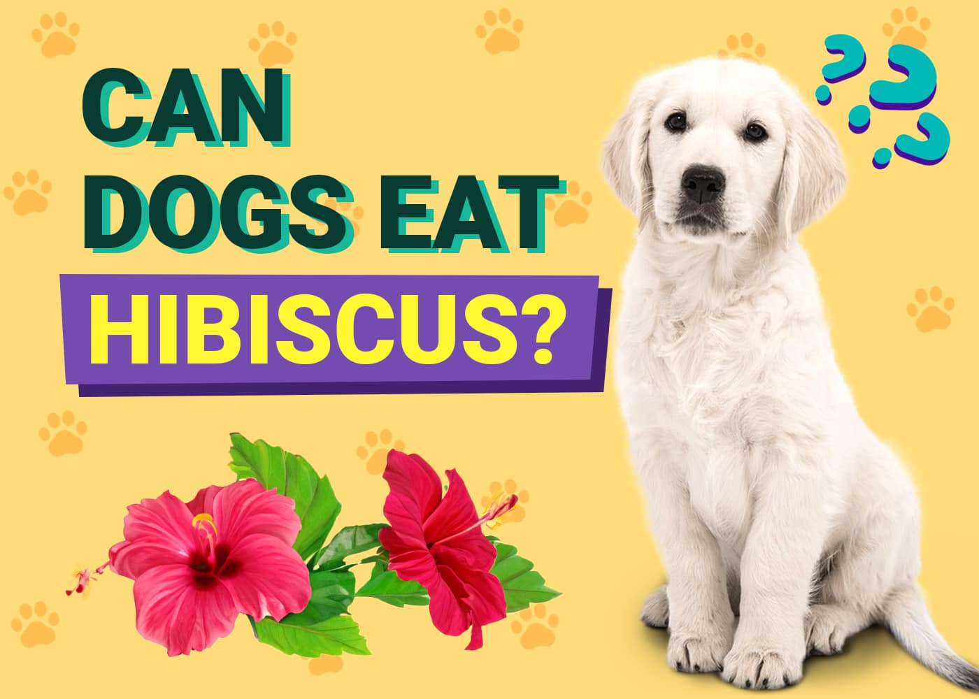 Can Dogs Eat Hibiscus? Vet Approved Facts & FAQ