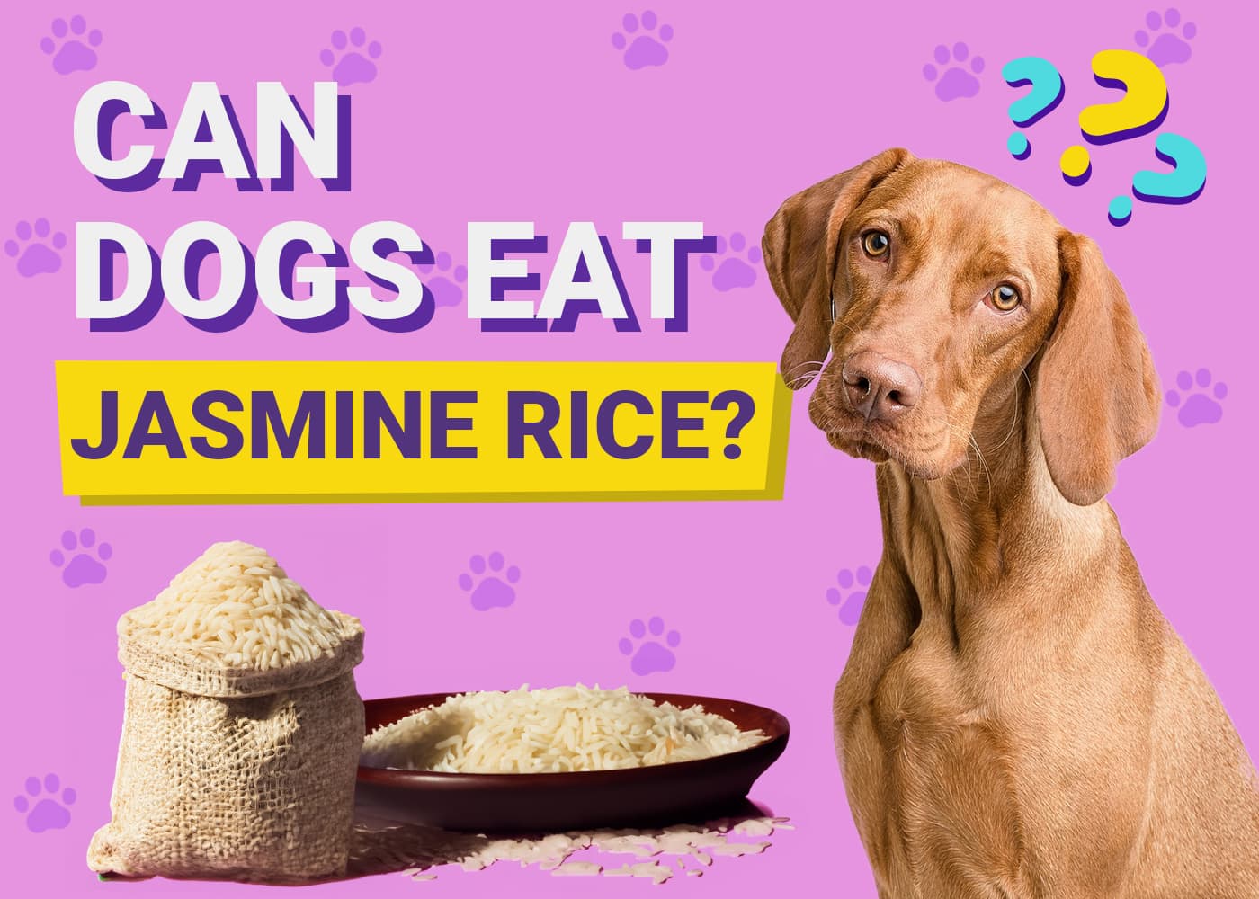 Can Dogs Eat Jasmine Rice? Vet-Reviewed Facts & Tips