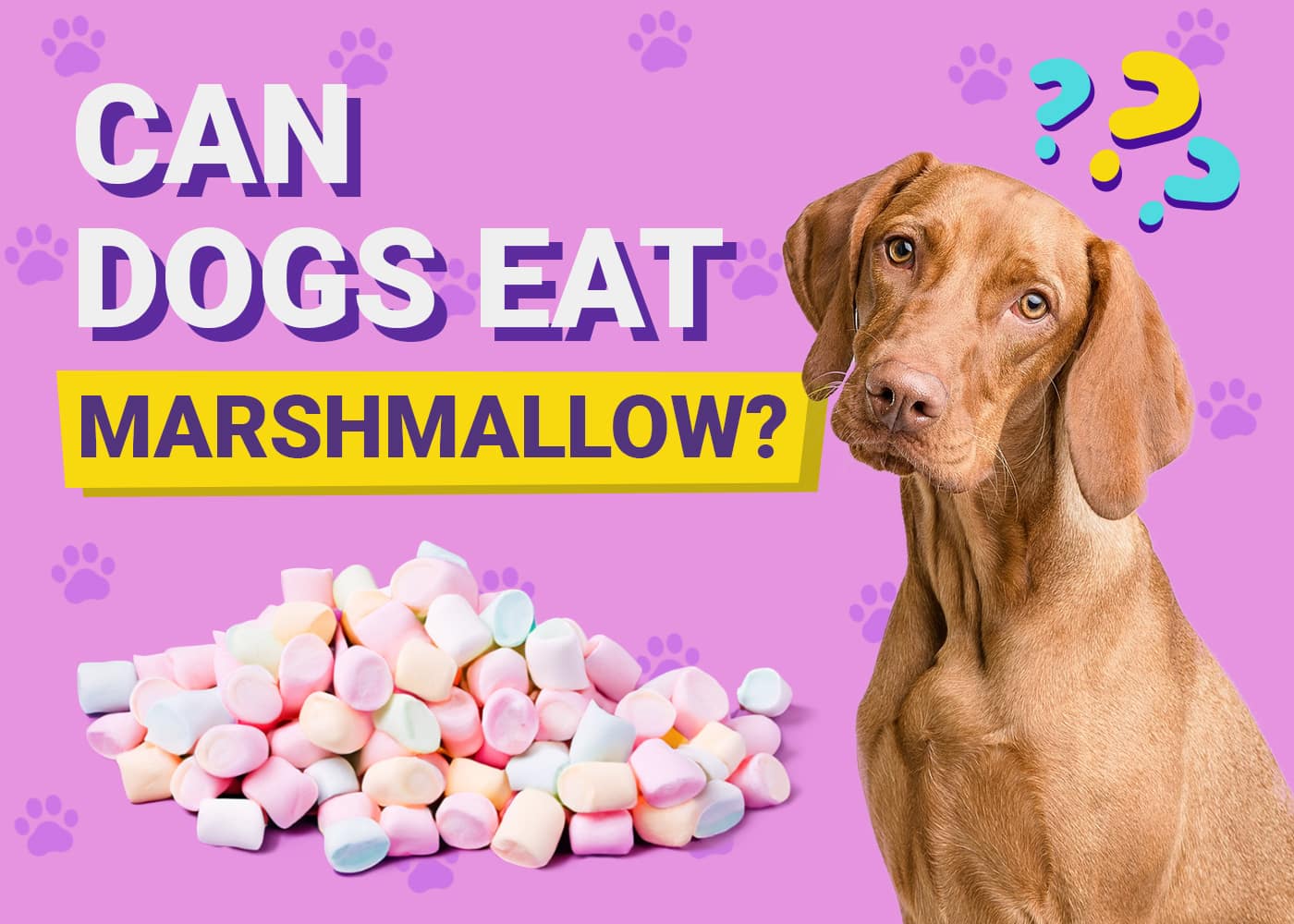 Can Dogs Eat Marshmallows? Vet-Verified Risks & FAQ