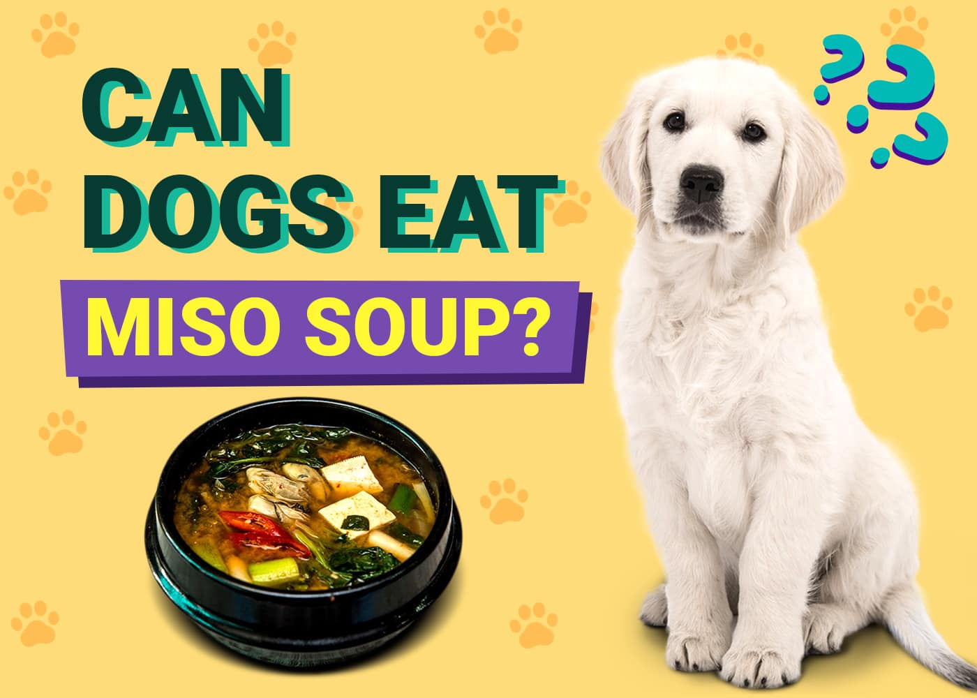 Can Dogs Eat Miso Soup? Vet-Verified Nutrition Facts & Risks
