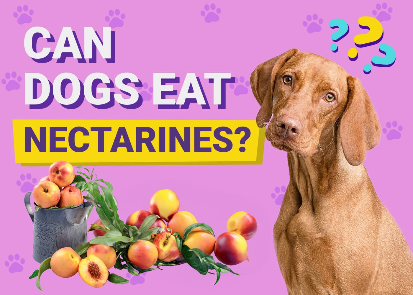 Can Dogs Eat Nectarines? Vet-Verified Facts & Safe Alternatives