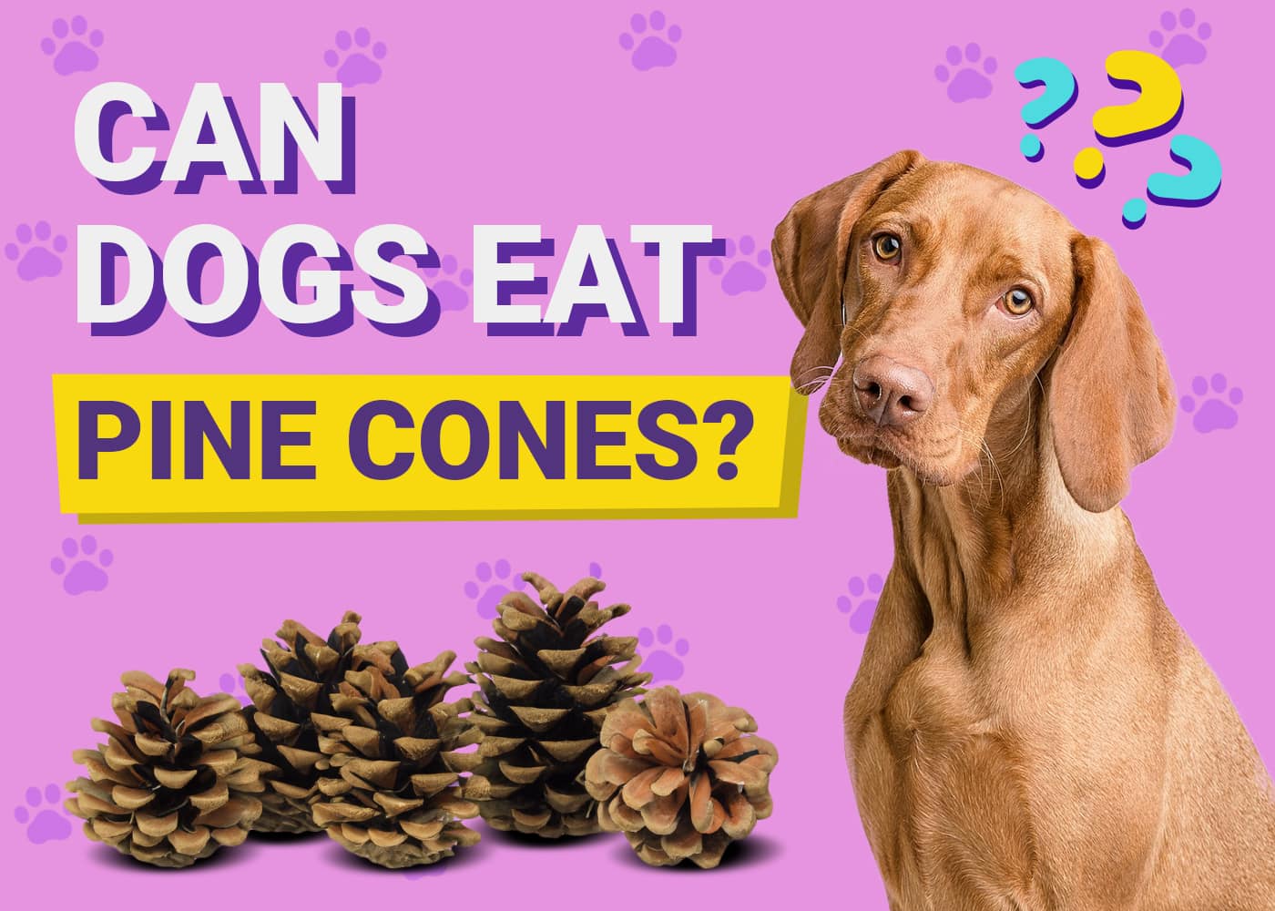 Can Dogs Eat Pine Cones? Vet-Verified Facts, Risks & What to Do