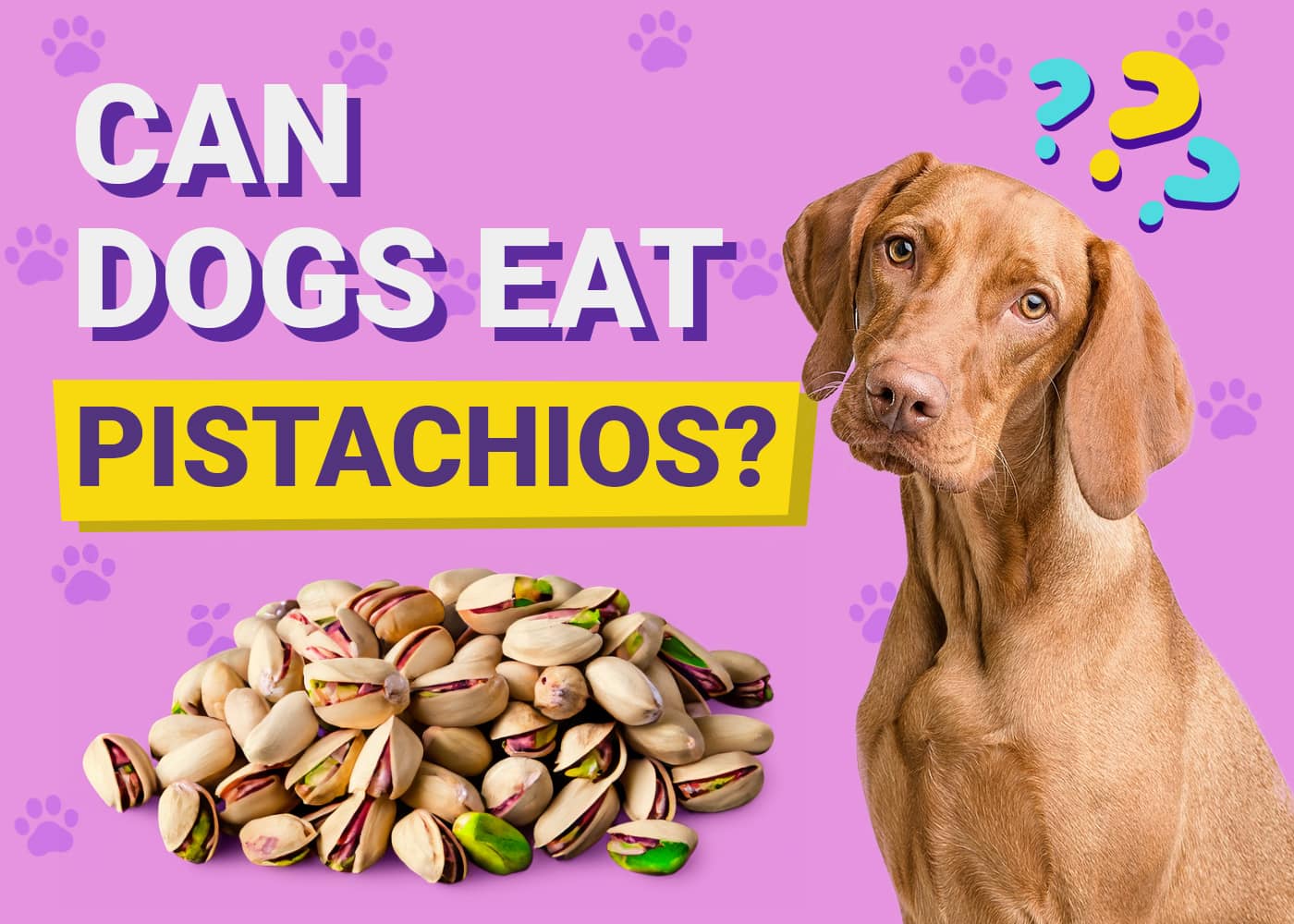 Can Dogs Eat Pistachios? Vet-Approved Facts & FAQ