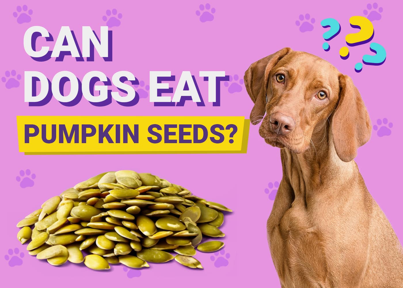 Can Dogs Eat Pumpkin Seeds? Vet-Verified Facts & FAQ