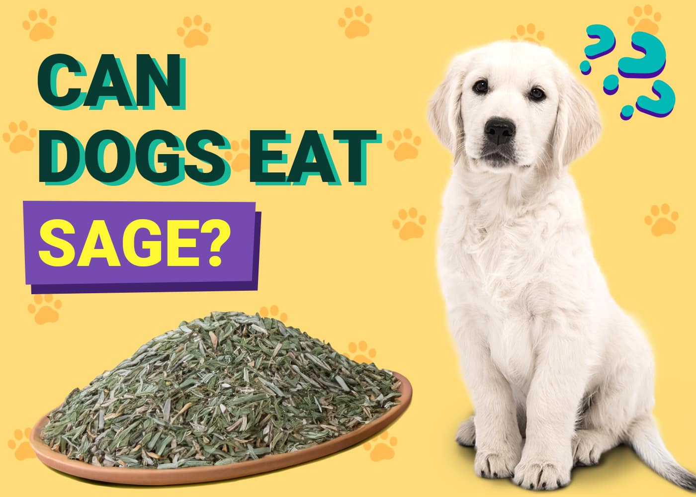 Can Dogs Eat Sage? Vet Approved Facts & FAQ