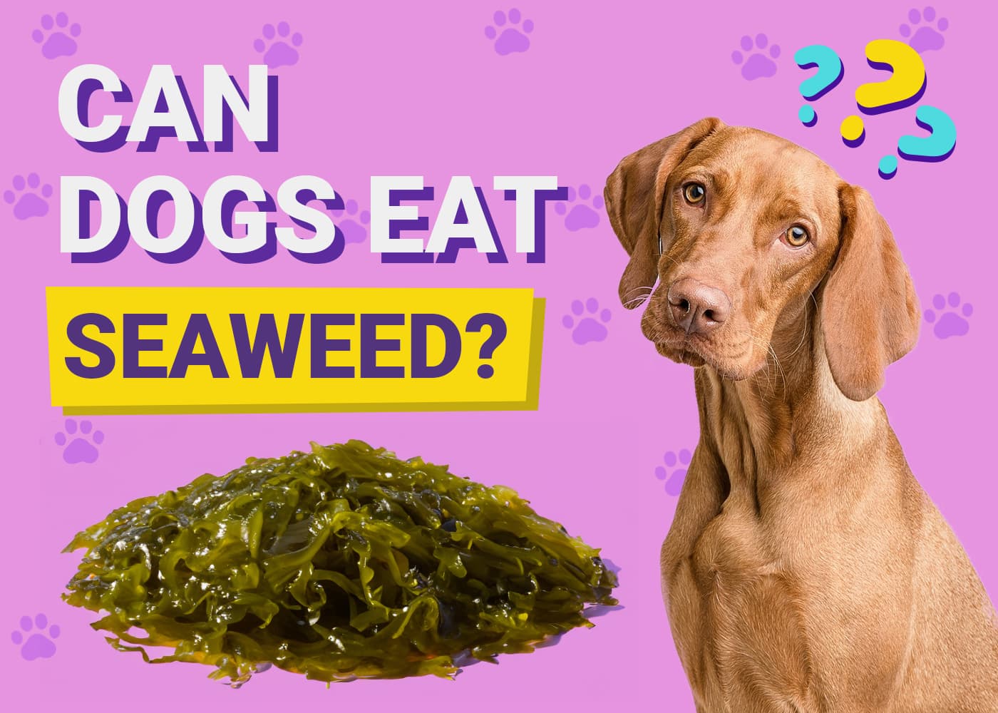 Can Dogs Eat Seaweed? Vet-Verified Facts & FAQ