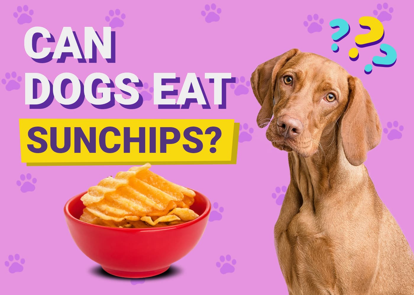Can Dogs Eat Sunchips? Vet-Verified Nutrition Facts & Alternatives