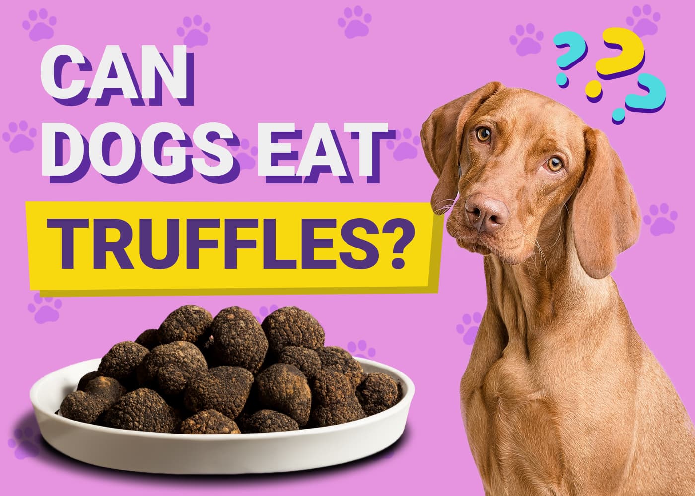 Can Dogs Eat Truffles? Vet Reviewed Risks & Benefits