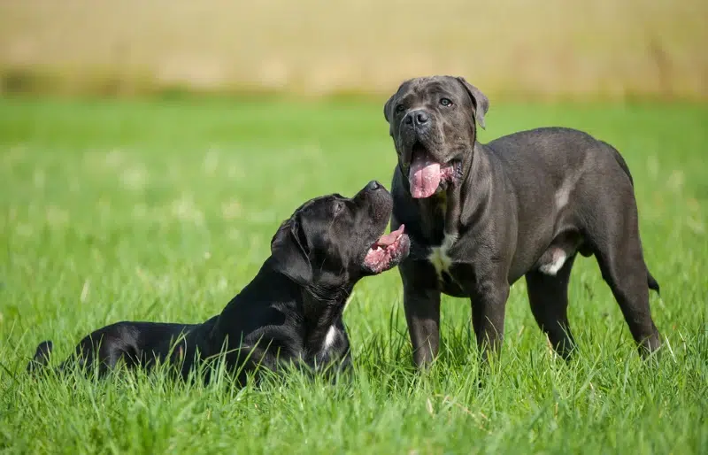 How Aggressive Are Cane Corsos? Temperament & Personality Traits (Vet-Reviewed)