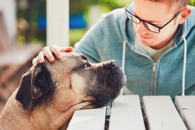 Are Cane Corsos Affectionate? Vet-Verified Temperament & Traits