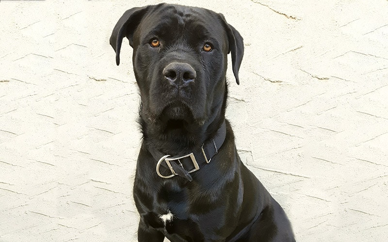 Cane Corso Presa Canario Mix: Info, Pictures, Care & More