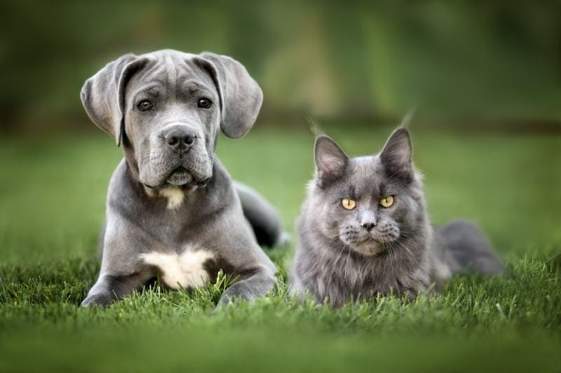 Will a Cane Corso Be Good with My Cat? Socialization & Training Tips