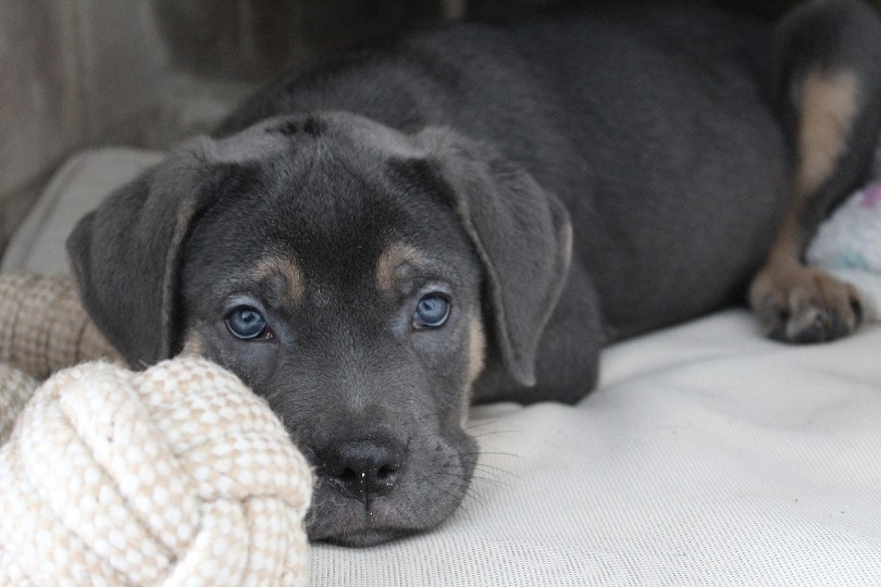What Were Cane Corsos Bred For? History & Breed Info