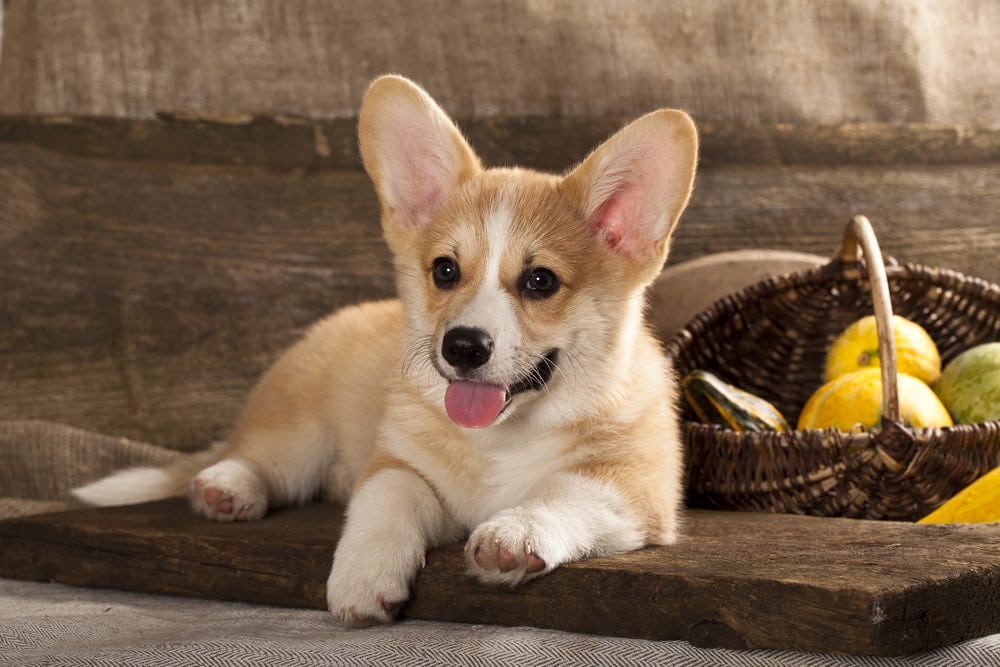 At What Age Do Dogs Reach Sexual Maturity? What Science Says!