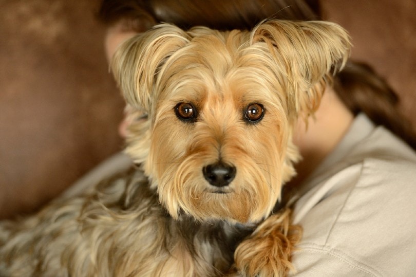 13 Cairn Terrier Mixes (With Info & Pictures)
