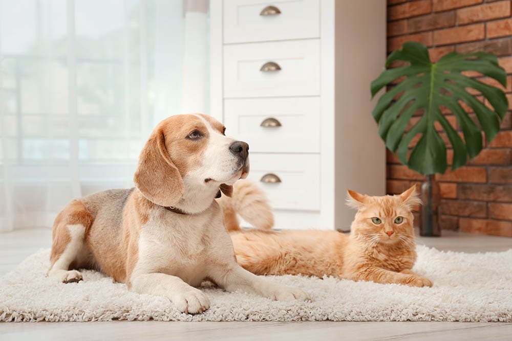 Are Beagles Good With Cats? Breed Temperament Explained