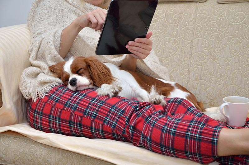 Why Are Some Dogs "Lap Dogs" & Others Are Not? Facts & FAQ