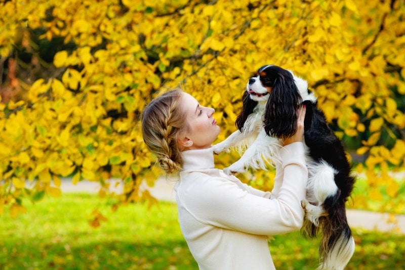 How Long Is Kennel Cough Contagious? (Vet Answer)