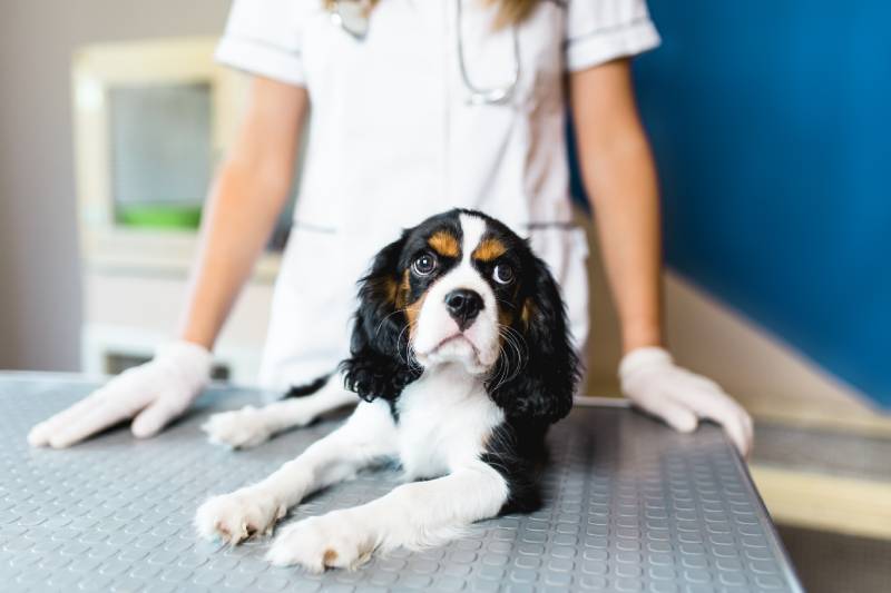 How Soon Do I Spay or Neuter a Cavalier King Charles Spaniel? Vet-Approved Info