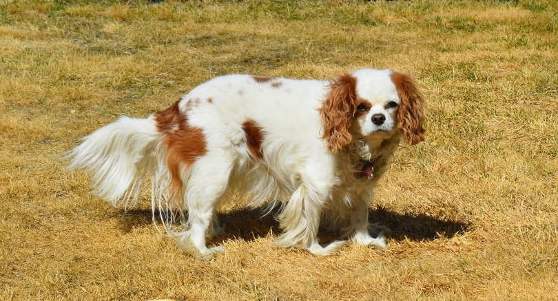 Thrombocytopathies in Dogs: Vet-Verified Signs, Care & Treatment