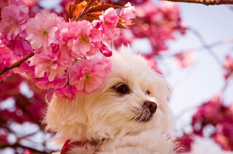 Chi Apso (Chihuahua & Lhasa Apso Mix): Info, Pictures, Care & More