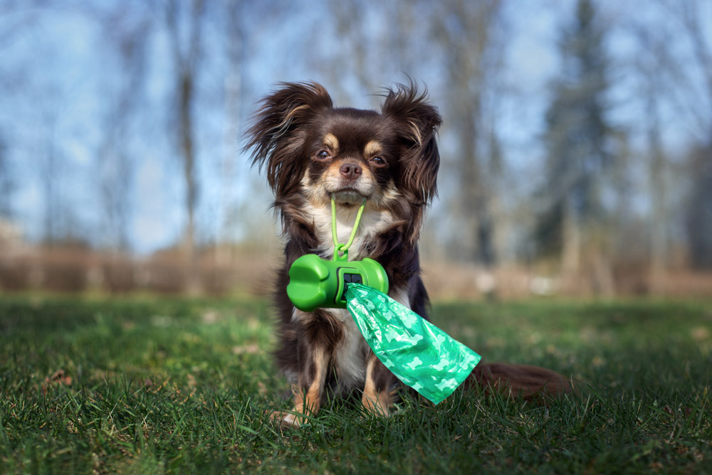 How to Compost Dog Poop: 8 Easy Steps to Do at Home