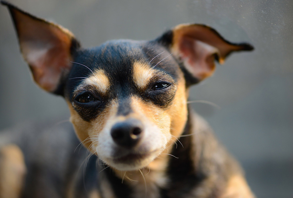 Why Is My Dog Squinting? 6 Vet-Verified Vision Issues