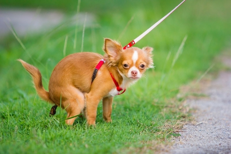 How to Get a Dog to Poop in One Spot: 6 Vet-Approved Tips