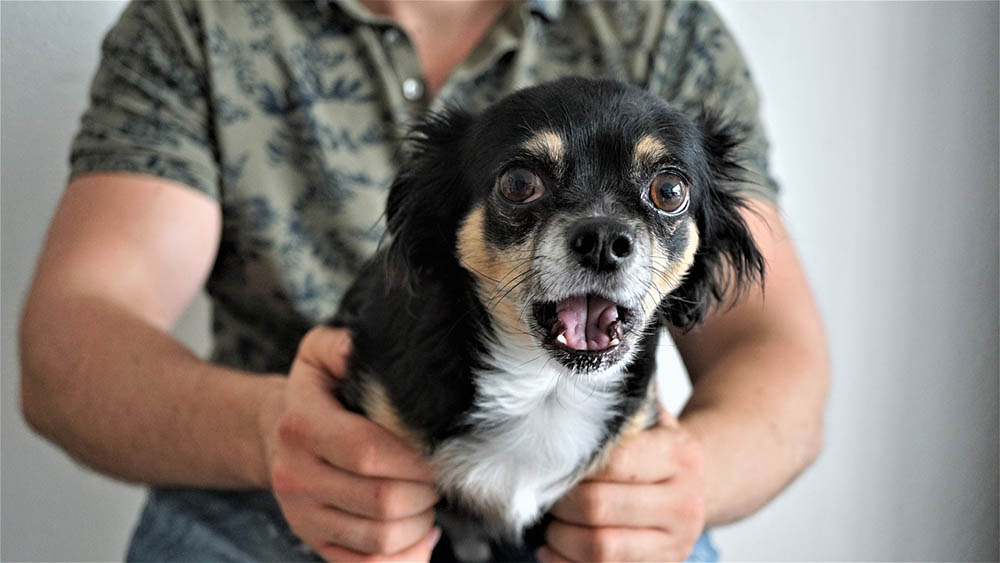 10 Dog Breeds Most Likely to Be Stolen (With Statistics)