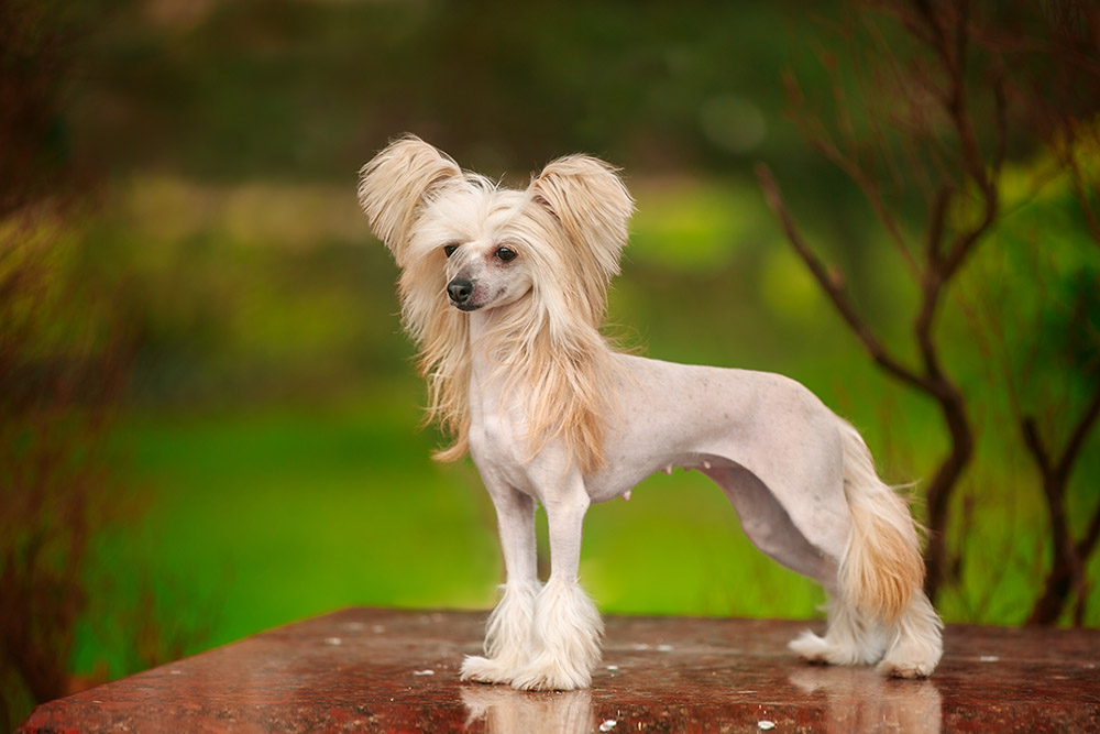 Chinese Crested Dog Breed: Info, Pictures, Traits & Care
