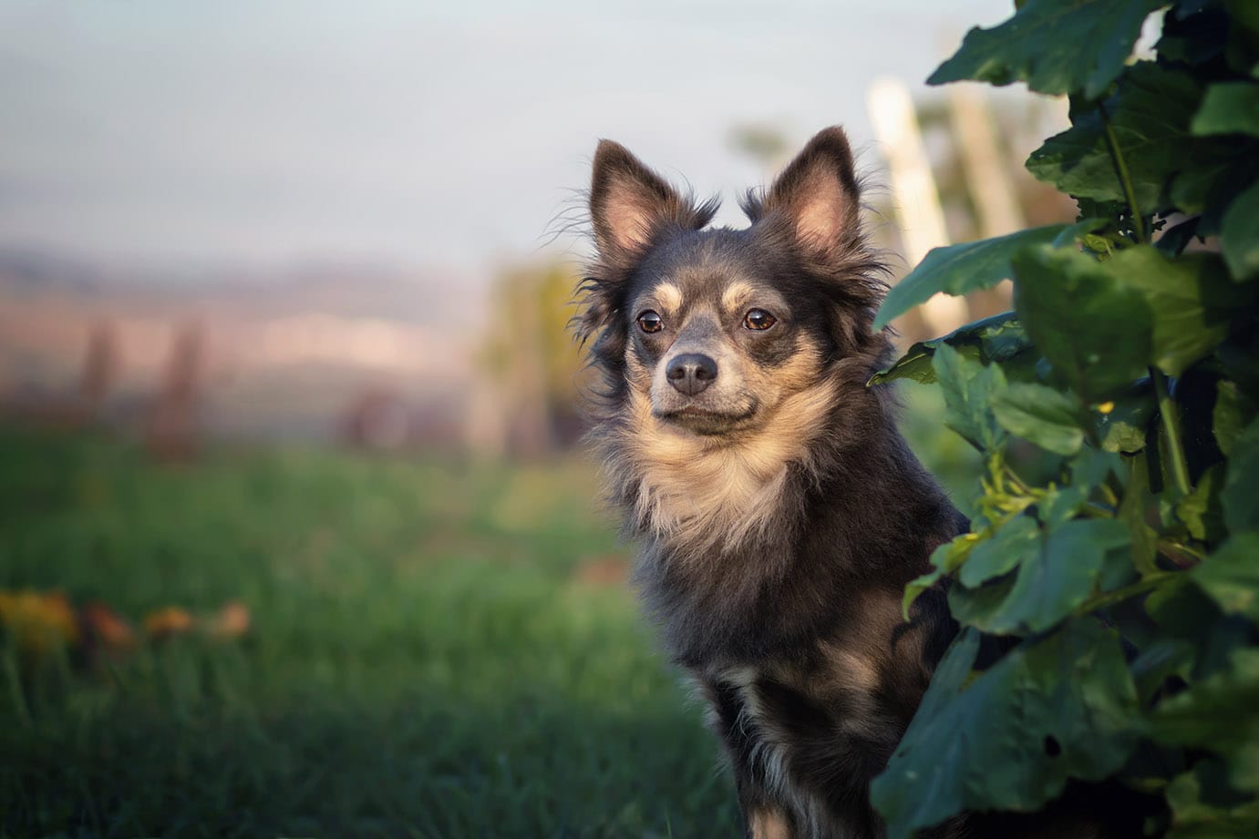 23 Miniature Pinscher Mixes (With Pictures)