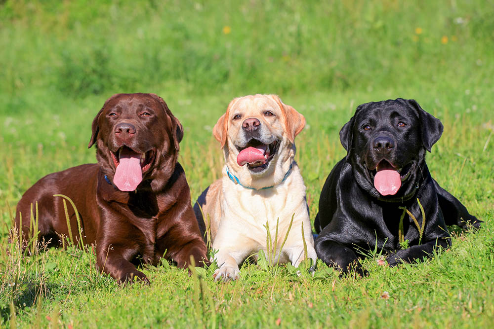 Labrador Retriever Puppies for Sale in Minnesota: 2026 Breeders List