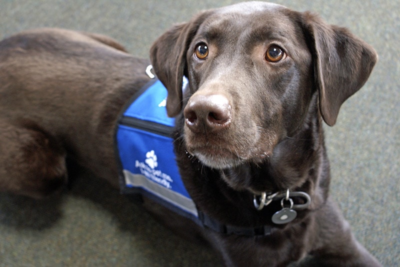 How to Certify a Service Dog: 5 Vet-Verified Steps