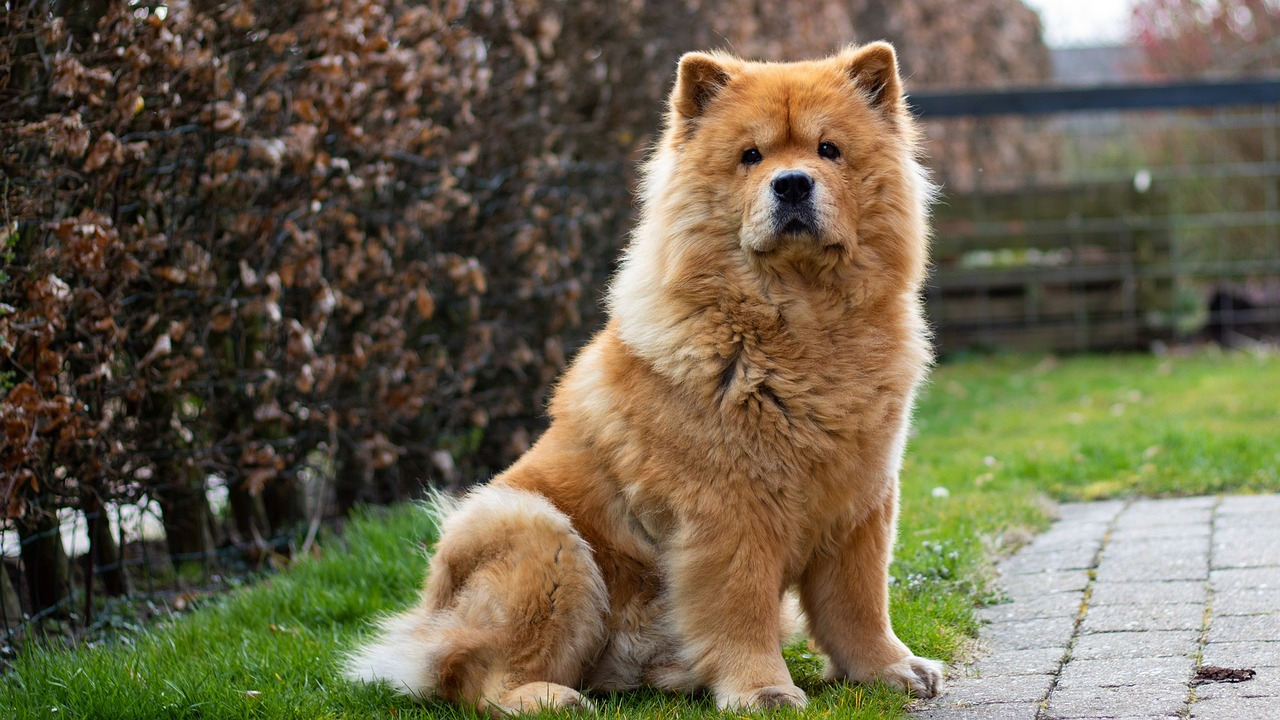 10 Dog Breeds That Cost More Than a Car - Find Out If You’d Pay This Much For a Pup