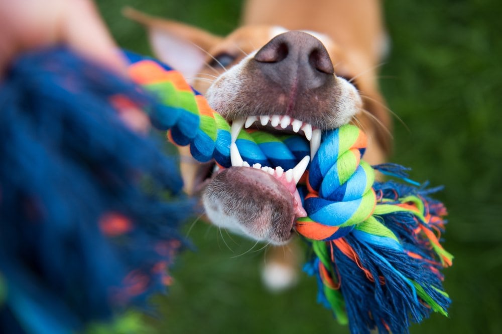 9 Best Tug-of-War Dog Toys in 2026 - Reviews & Top Picks