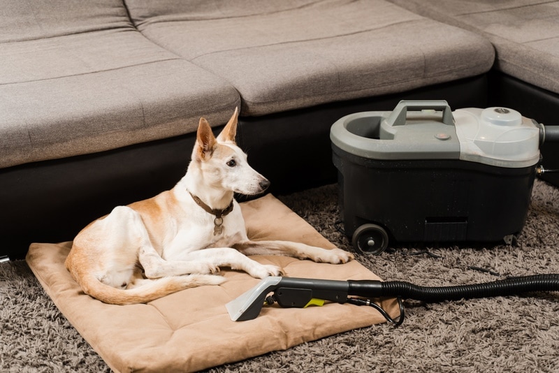 How to Clean a Dog Bed: Vet-Verified Step-by-Step Guide