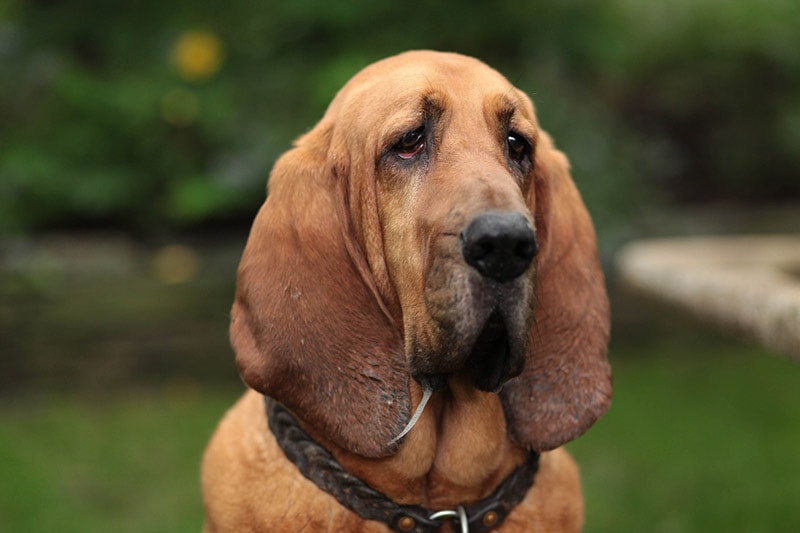 How Much Does a Bloodhound Cost In 2026? Updated Price Guide