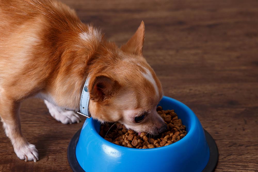 10 Best Dog Foods for Chihuahuas in 2026 - Reviews & Top Picks