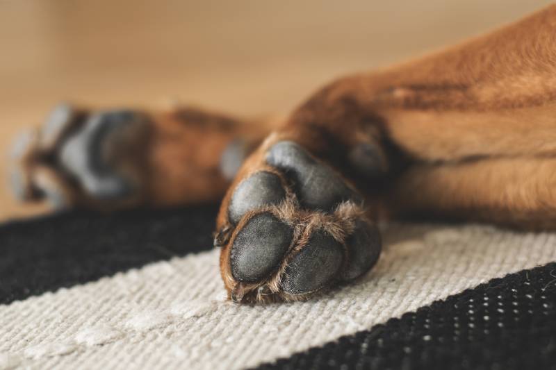 How Many Toes Do Dogs Have? Can They Have Extra Toes? (Vet-Verified)