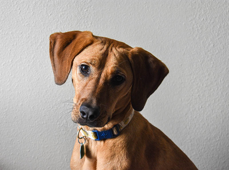 German Shepherd Bloodhound Mix: Info, Pictures, Care & More
