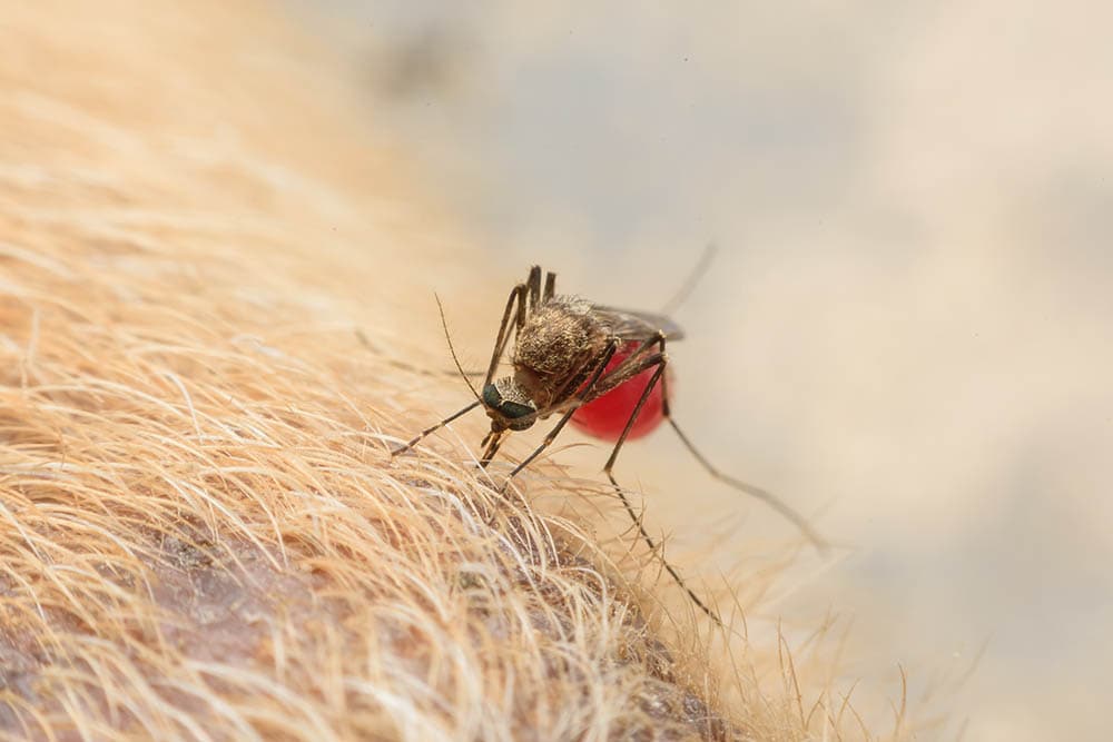 Can Dogs Get Bitten by Mosquitoes? Vet-Approved Signs, Care & Prevention