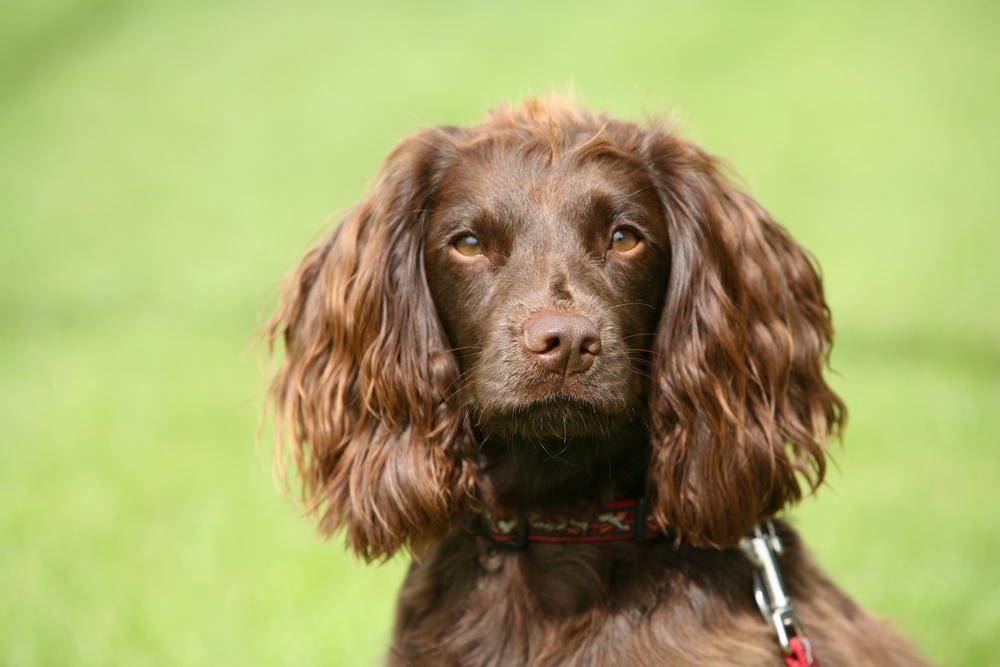 How Long Is a Dog's Short-Term Memory? Vet-Reviewed Facts & FAQ