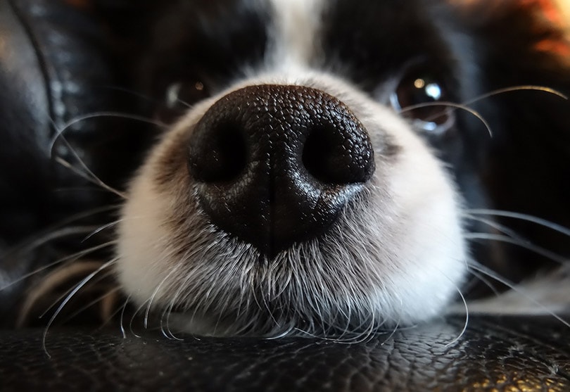 Why Are Dogs’ Noses Wet? 4 Vet-Explained Reasons