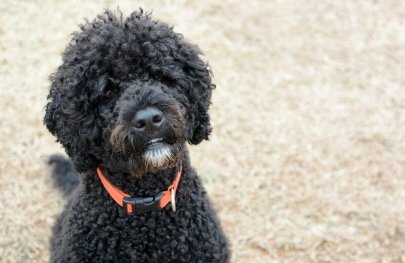3 Amazing Portuguese Water Dog Haircuts (With Pictures)