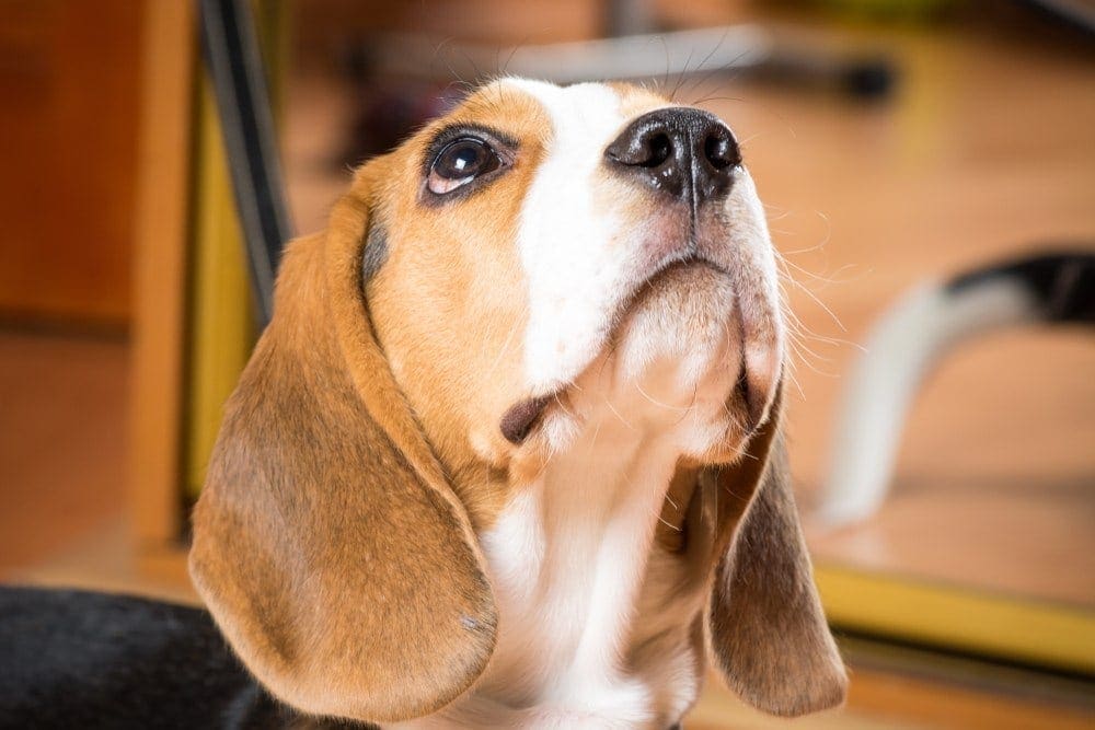 Why Does My Dog Whine All the Time? 7 Vet-Verified Causes & How to Stop It