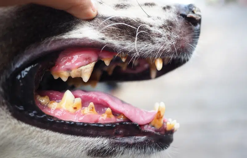 Dog Cavities: Signs, Causes, Diagnosis & Care (Vet Answer)