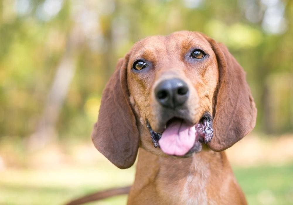 筆記具 BOOWY TM NETWORK TUBE REBECCA HOUND DOG Redbone Coonhound: Info, Pictures, Facts & Traits — Dogster